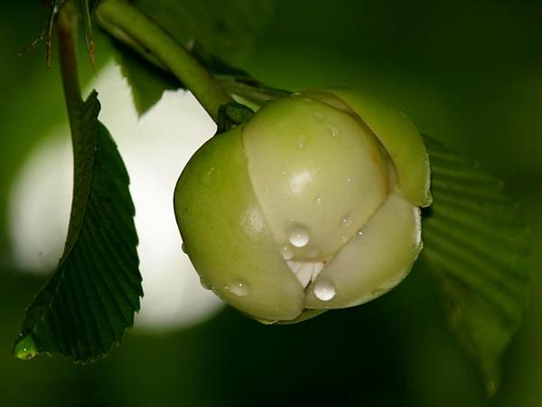 معرفی و راهنمای پرورش سبزی جات غیر برگی - چولتا / دیلِنیا